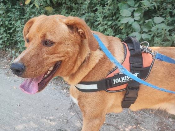 Adotta un cane, taglia media contenuta, maschio, Napoli