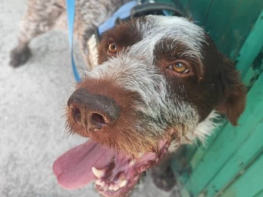 Adozione cane, maschio, Drahtaar Razza sconosciuta, 1 anno e 9 mesi, taglia media contenuta, Napoli