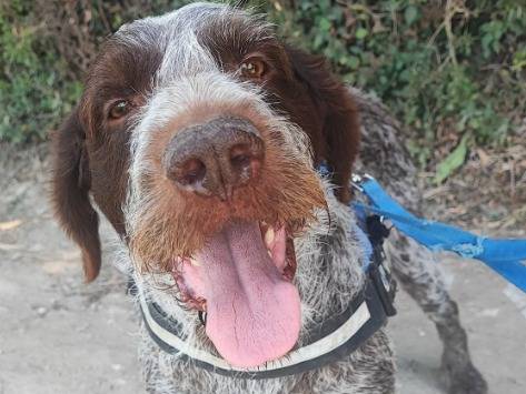 Adotta un cane, maschio, 1 anno e 9 mesi, Napoli