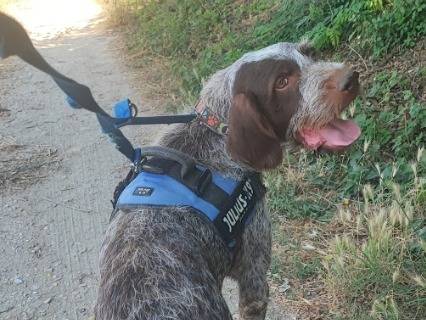 Adotta un cane, taglia media contenuta, maschio, Napoli