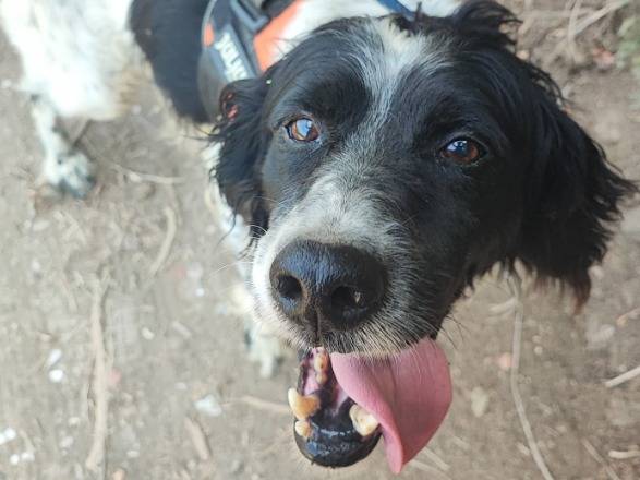 Adozione cane, maschio, Razza sconosciuta Razza sconosciuta, 5 anni e 9 mesi, taglia piccola, Napoli