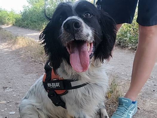 Adotta un cane, maschio, 5 anni e 9 mesi, Napoli