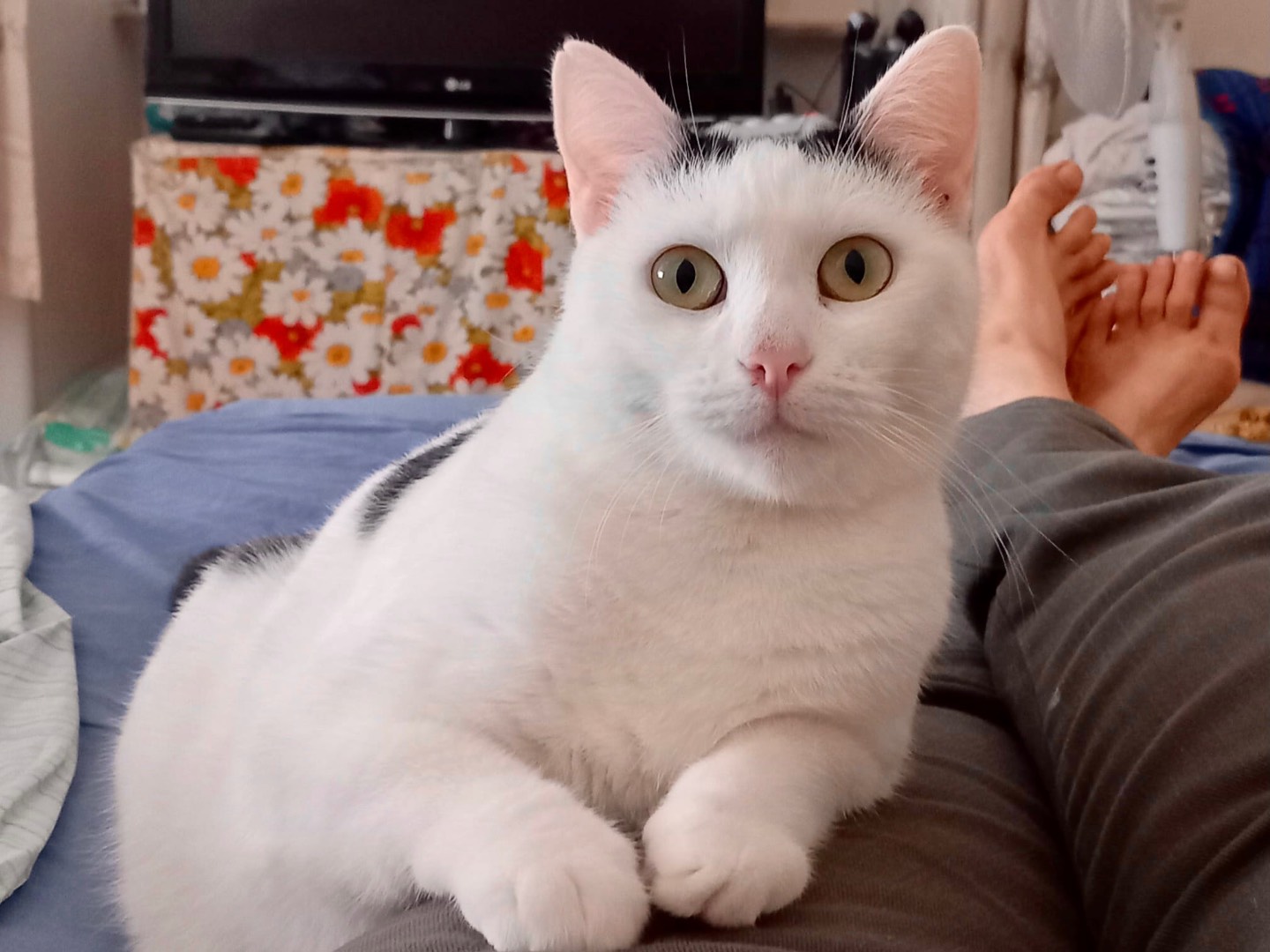 Adotta un gatto, femmina, 2 anni e 7 mesi, Latina