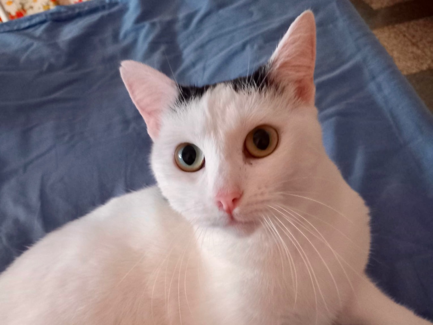 Adotta un gatto, taglia non valida, femmina, Latina