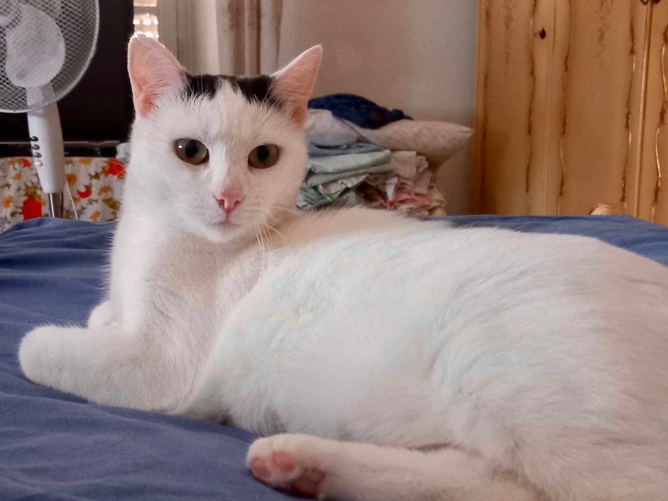 Vuoi adottare un gatto a Latina?