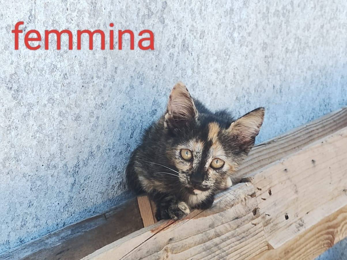 Adozione gatto, femmina, Razza sconosciuta Razza sconosciuta, 3 mesi, taglia non valida, Monza
