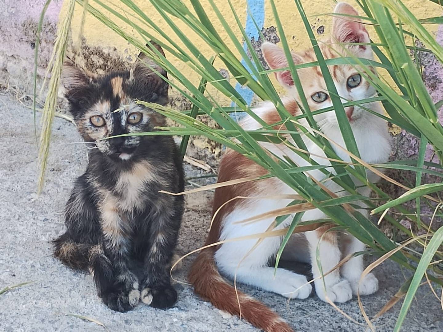 Adotta un gatto, femmina, 3 mesi, Monza