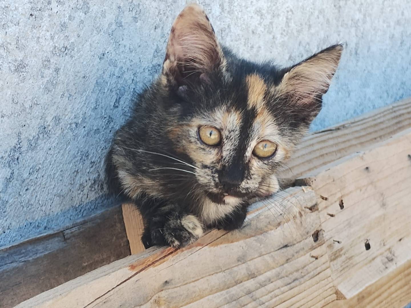 Adotta un gatto, taglia non valida, femmina, Monza