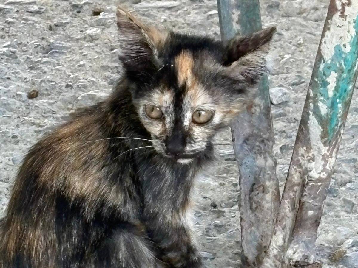 Vuoi adottare un gatto a Monza?