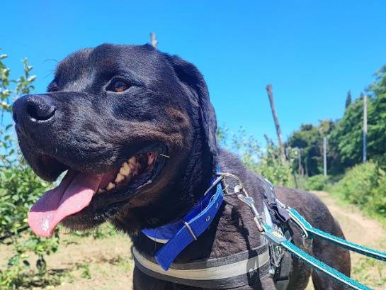 Adozione cane, maschio, Razza sconosciuta Razza sconosciuta, 6 anni e 9 mesi, taglia piccola, Napoli