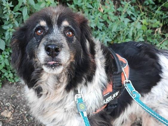 Adozione cane, maschio, Razza sconosciuta Razza sconosciuta, 8 anni e 9 mesi, taglia piccola, Napoli