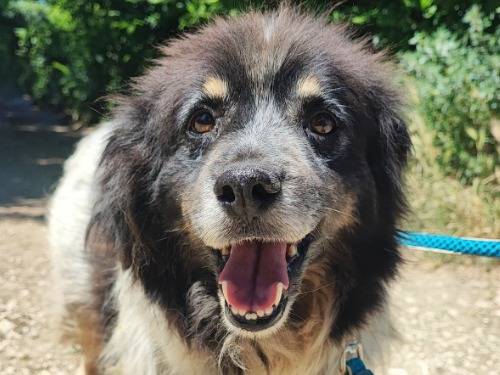 Adotta un cane, maschio, 8 anni e 9 mesi, Napoli