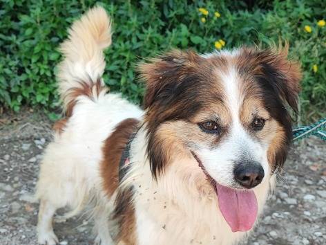 Adozione cane, maschio, Razza sconosciuta Razza sconosciuta, 8 anni e 9 mesi, taglia piccola, Napoli