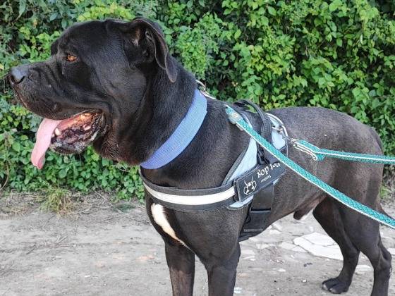 Adozione cane, maschio, Razza sconosciuta Razza sconosciuta, 1 anno e 9 mesi, taglia media contenuta, Napoli