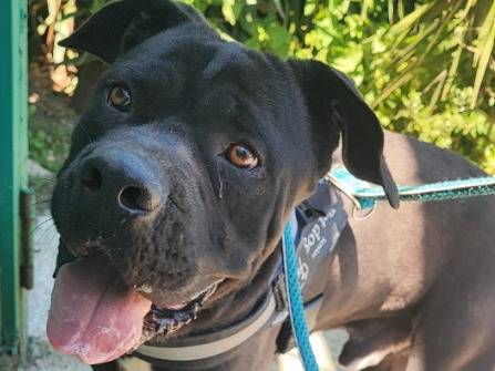 Adotta un cane, maschio, 1 anno e 9 mesi, Napoli