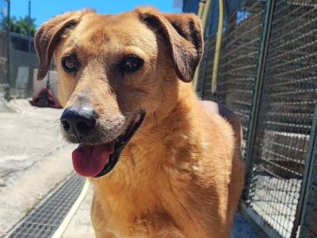 Adozione cane, maschio, Razza sconosciuta Razza sconosciuta, 8 anni e 9 mesi, taglia piccola, Napoli