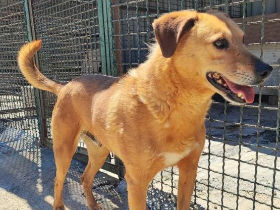 Adotta un cane, maschio, 8 anni e 9 mesi, Napoli