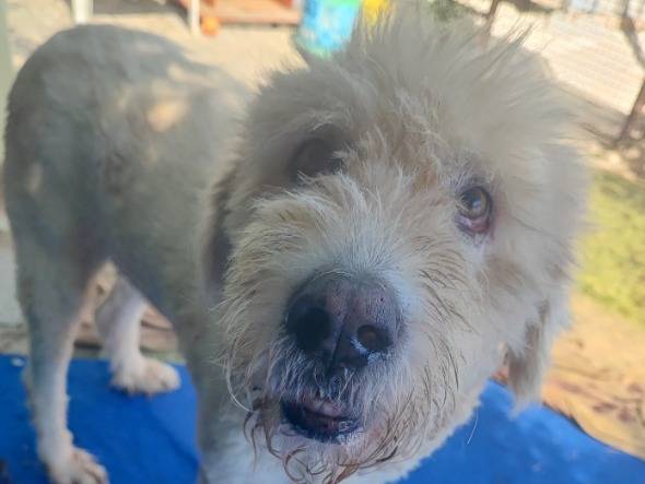 Adozione cane, femmina, Razza sconosciuta Razza sconosciuta, 3 anni e 9 mesi, taglia piccola, Napoli