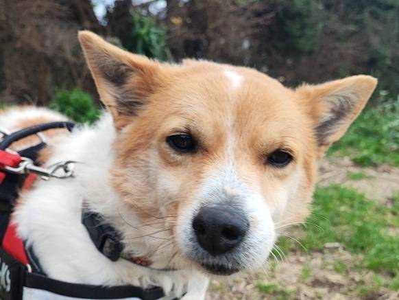 Adotta un cane, maschio, 6 anni e 10 mesi, Napoli