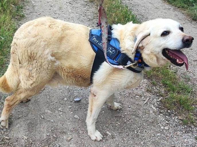 Adozione cane, femmina, Labrador Retriever Razza sconosciuta, 8 anni e 10 mesi, taglia media contenuta, Napoli
