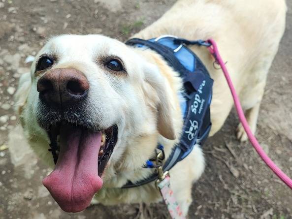 Adotta un cane, femmina, 8 anni e 10 mesi, Napoli