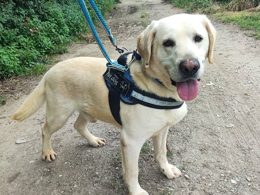 Adozione cane, maschio, Labrador Retriever Razza sconosciuta, 7 anni e 9 mesi, taglia media contenuta, Napoli