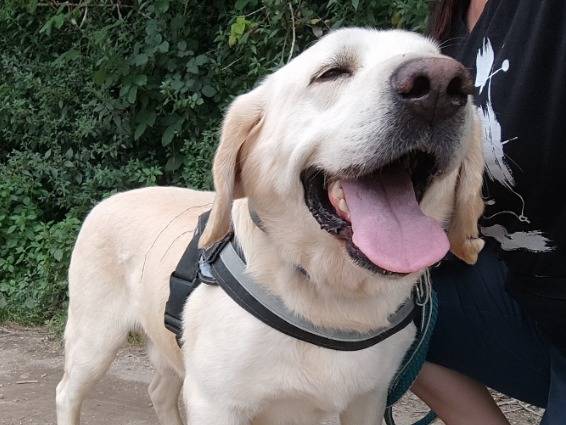 Adotta un cane, maschio, 7 anni e 9 mesi, Napoli