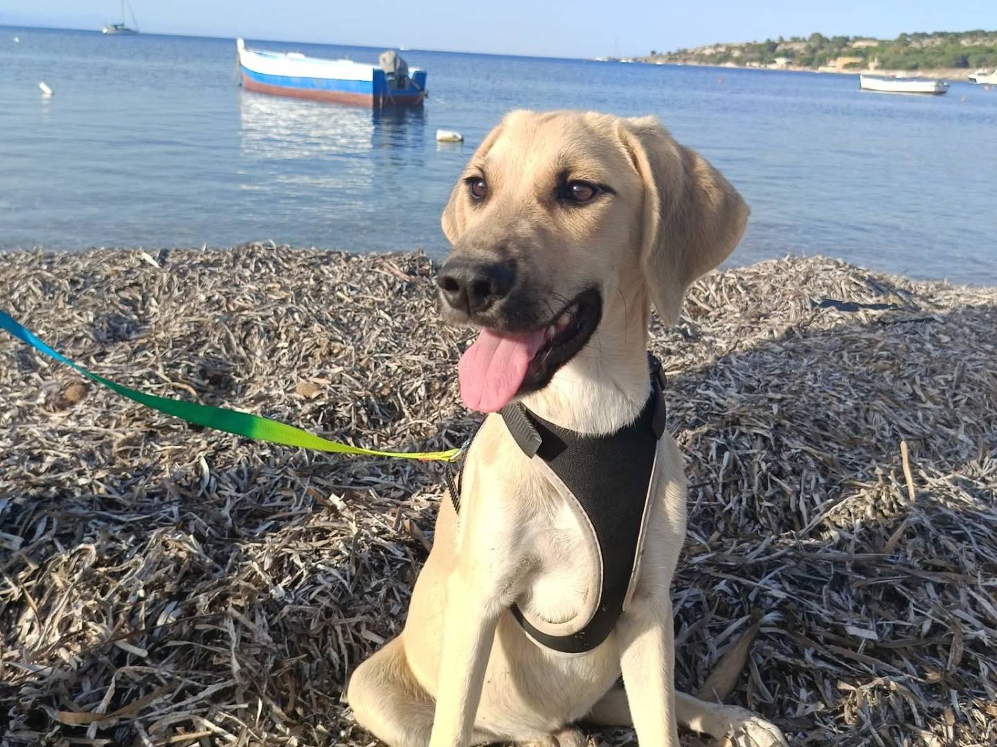 Adozione cane, maschio, Razza sconosciuta Razza sconosciuta, 3 mesi, taglia media, Lecco