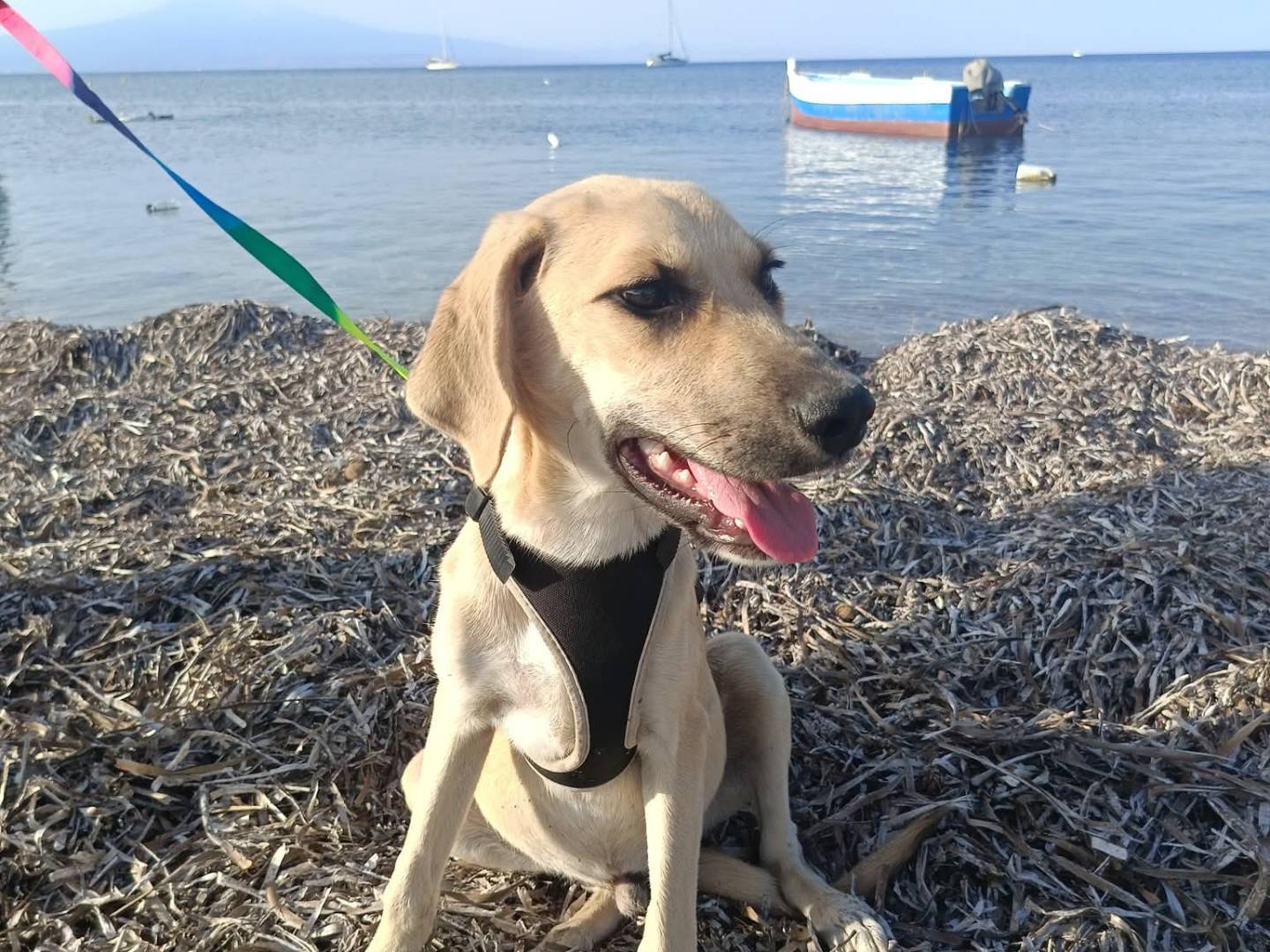 Adotta un cane, maschio, 3 mesi, Lecco
