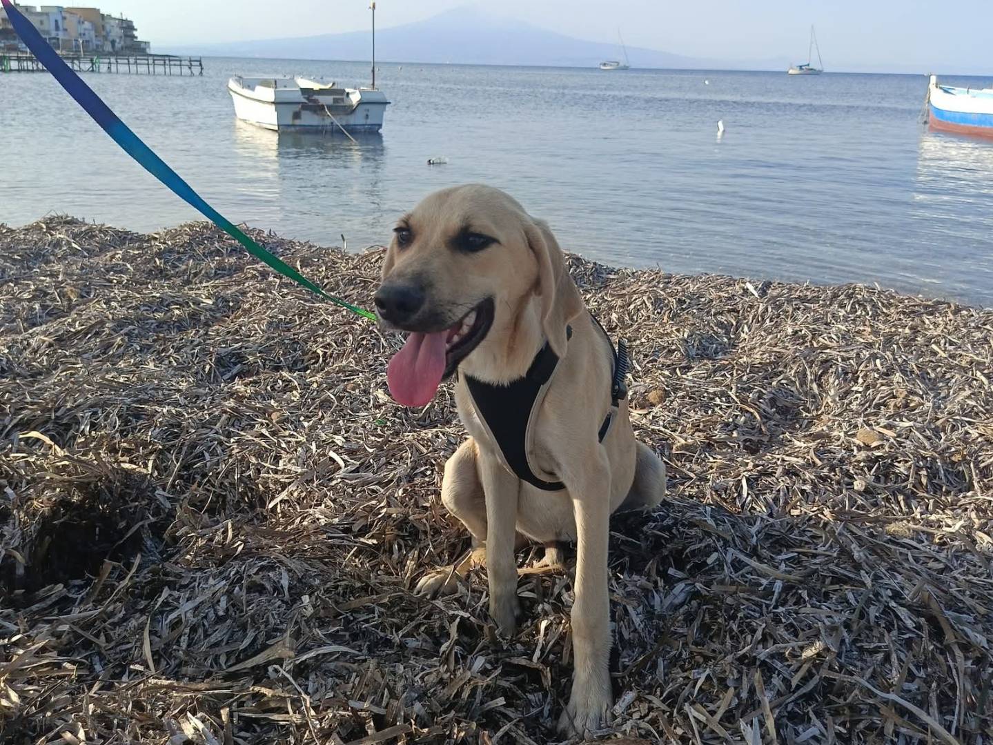 Adotta un cane, taglia media, maschio, Lecco