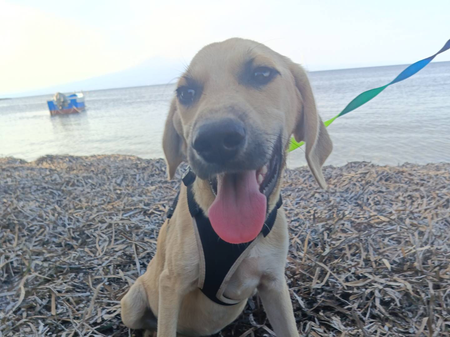 Vuoi adottare un cane a Lecco?