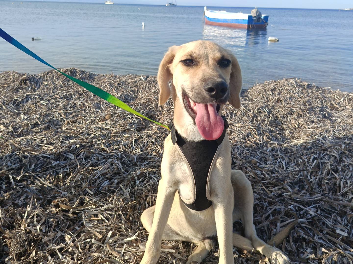 Adotta il cane Pepe a Lecco