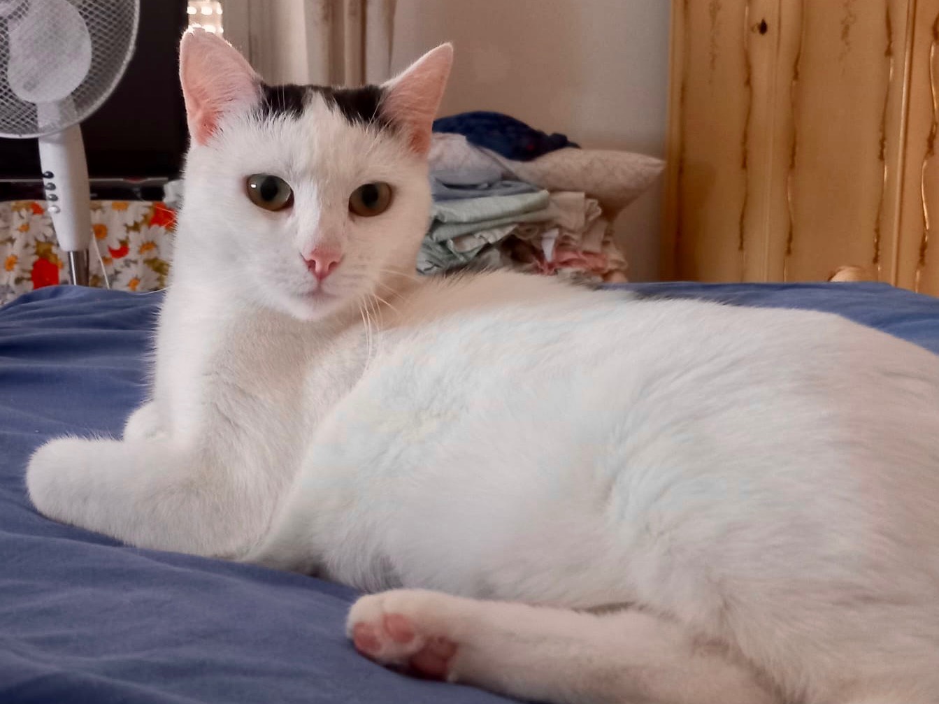 Adozione gatto, femmina, Razza sconosciuta Razza sconosciuta, 2 anni e 4 mesi, taglia non valida, Latina