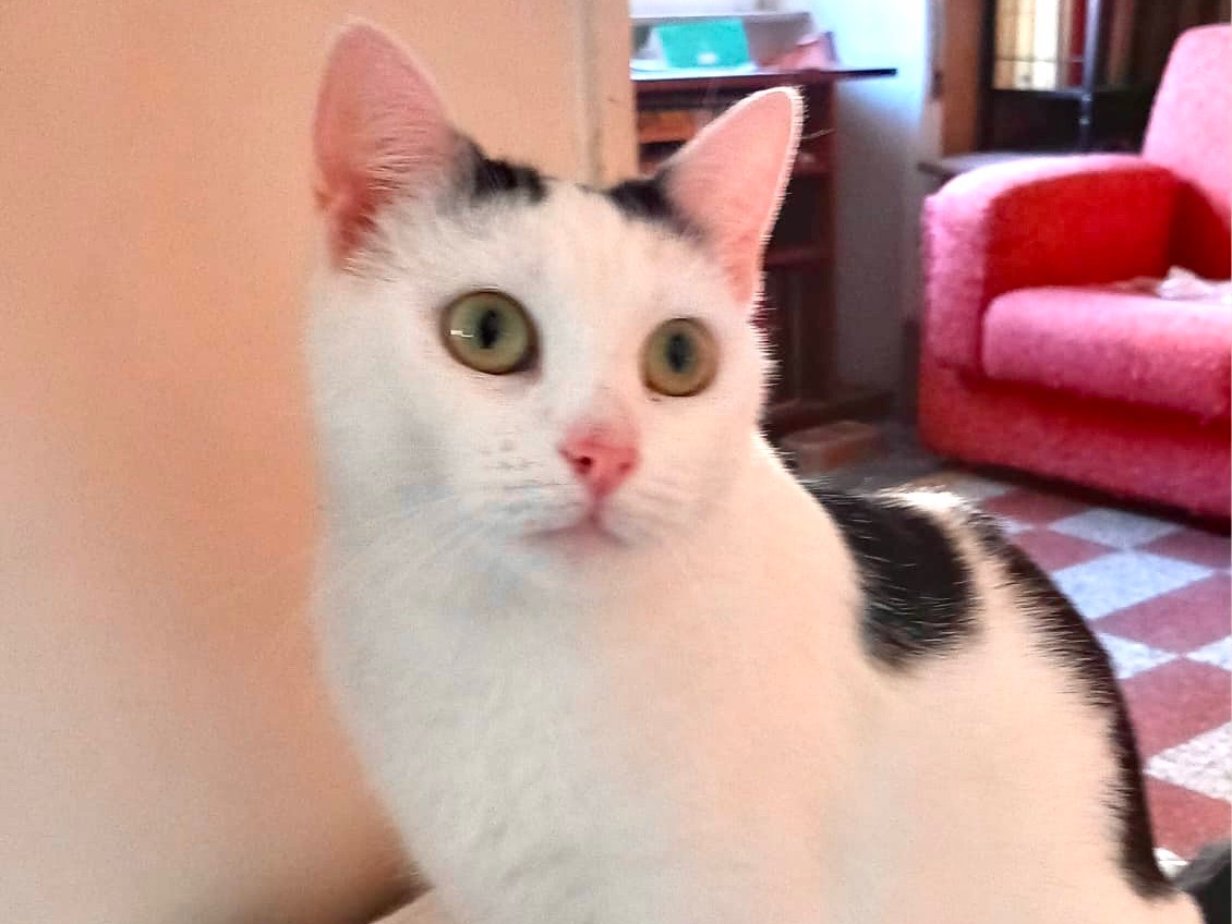 Adotta un gatto, femmina, 2 anni e 4 mesi, Latina