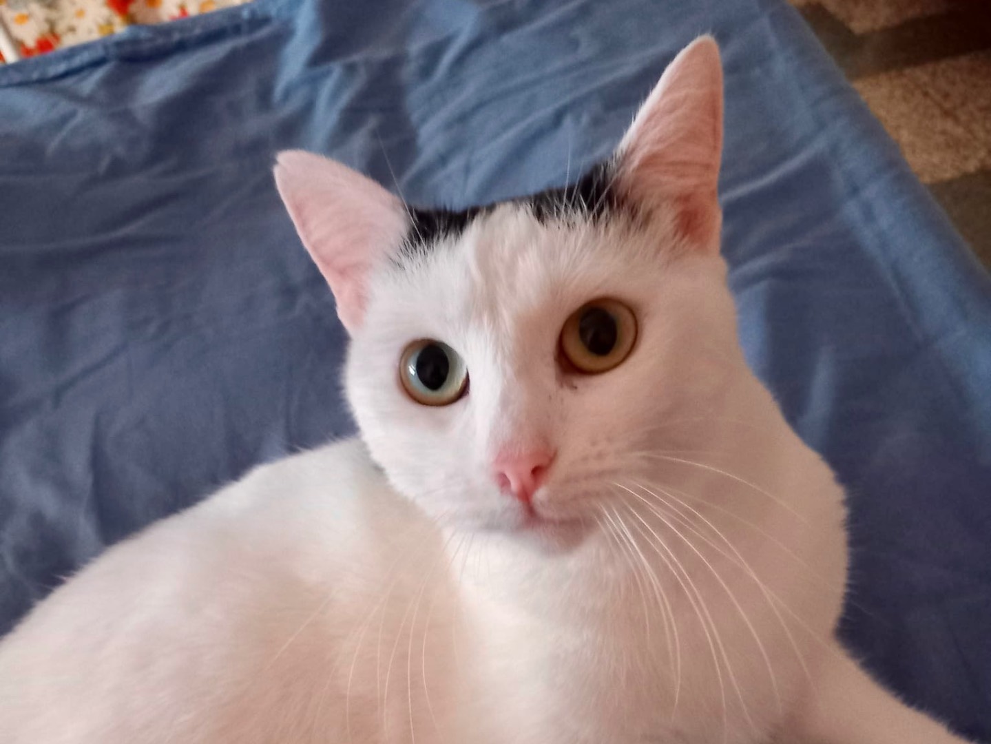 Adotta un gatto, taglia non valida, femmina, Latina