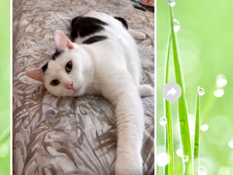 Adotta il gatto Mimmi a Latina