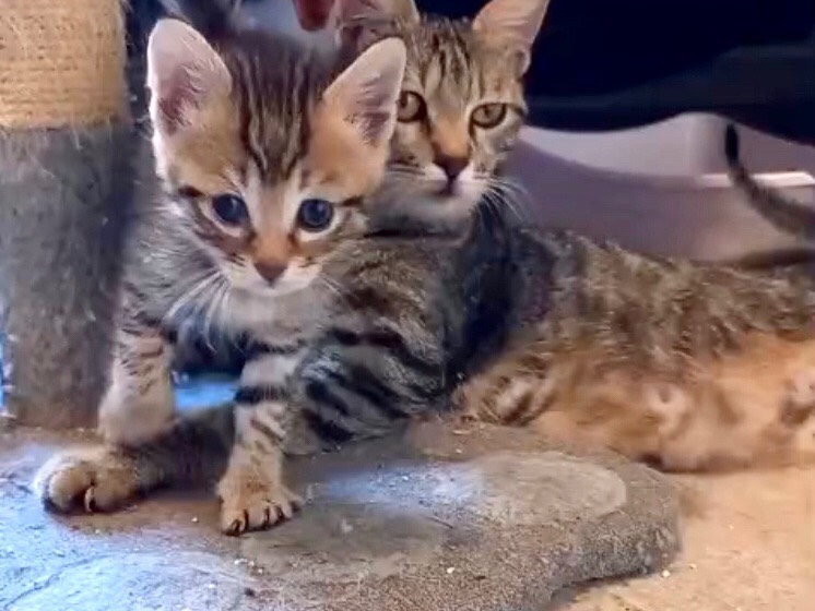 Adotta il gatto Pisolo a Latina