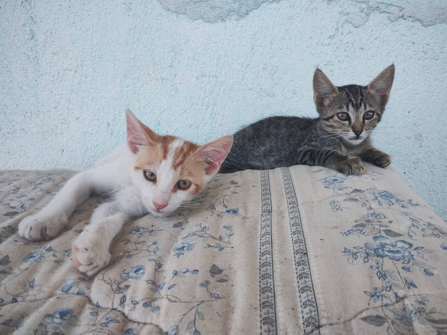 Adotta un gatto, femmina, 3 mesi, Monza