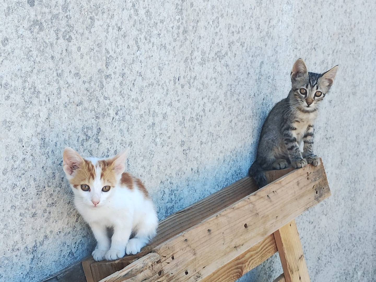Adotta un gatto, taglia non valida, femmina, Monza