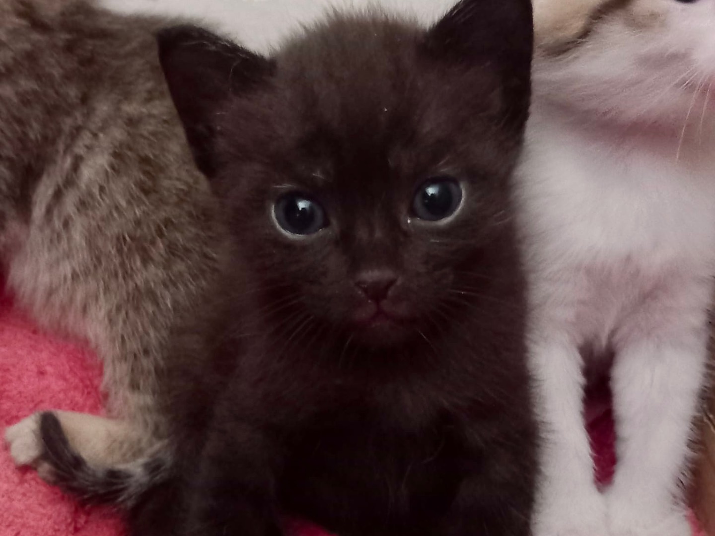 Vuoi adottare un gatto a Latina?