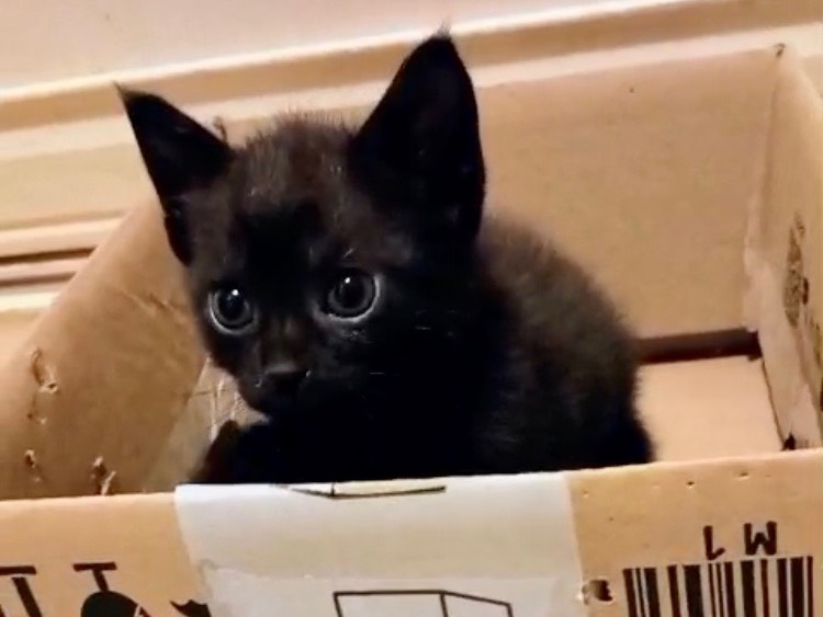 Adotta il gatto Ragnetto a Latina
