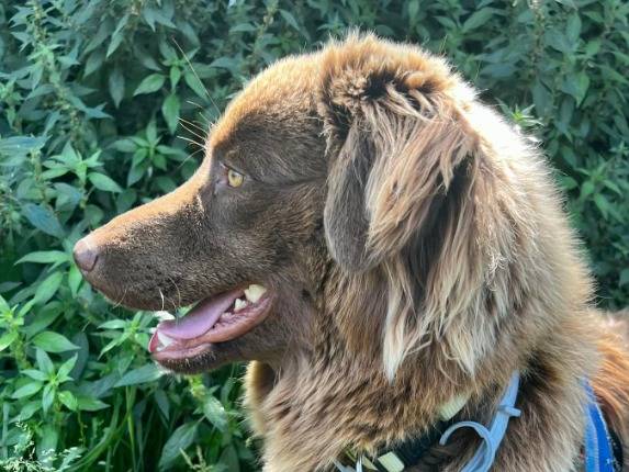 Adozione cane, maschio, Razza sconosciuta Razza sconosciuta, 2 anni e 9 mesi, taglia media contenuta, Napoli