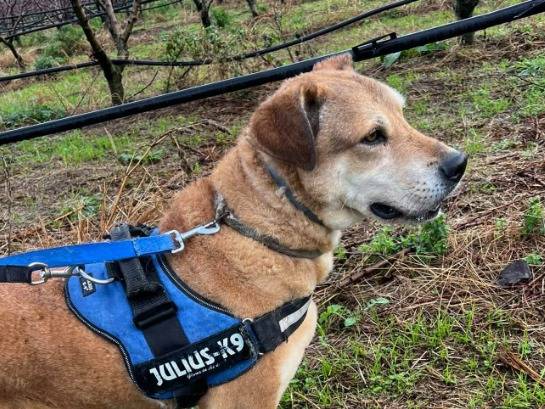 Adozione cane, maschio, Razza sconosciuta Razza sconosciuta, 7 anni e 9 mesi, taglia piccola, Napoli