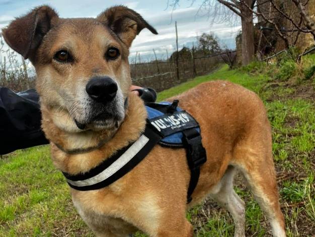 Adotta un cane, maschio, 7 anni e 9 mesi, Napoli