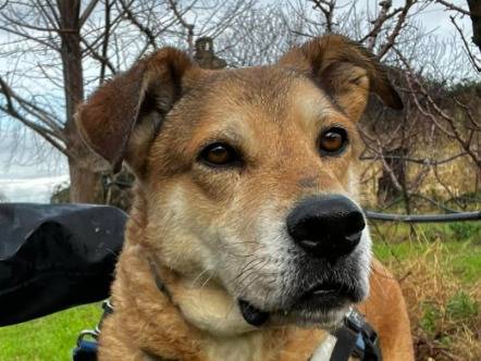 Adotta un cane, taglia piccola, maschio, Napoli