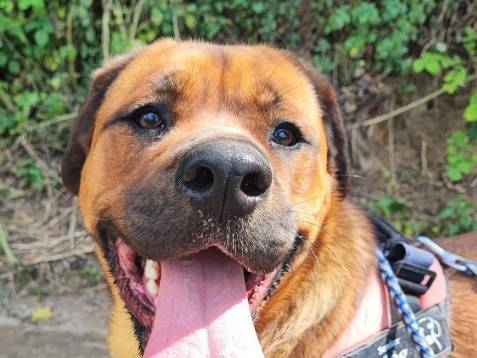 Adozione cane, femmina, Razza sconosciuta Razza sconosciuta, 2 anni e 9 mesi, taglia piccola, Napoli