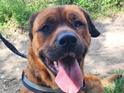 Adotta un cane, femmina, 2 anni e 9 mesi, Napoli