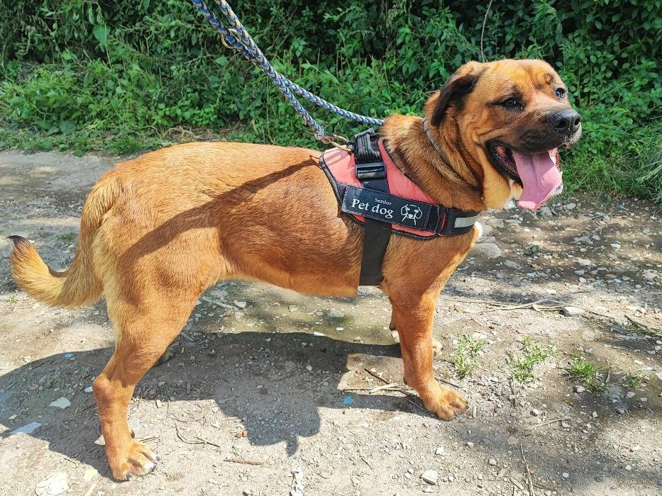 Adotta un cane, taglia piccola, femmina, Napoli