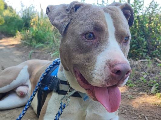Adozione cane, maschio, Razza sconosciuta Razza sconosciuta, 1 anno e 9 mesi, taglia media contenuta, Napoli