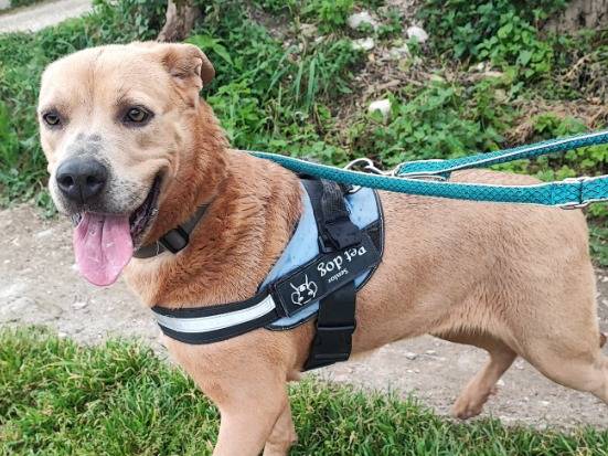 Adozione cane, femmina, Razza sconosciuta Razza sconosciuta, 4 anni e 9 mesi, taglia piccola, Napoli